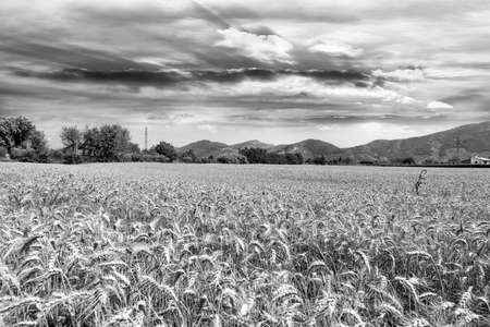 Wheat fields in Tuscany.の写真素材