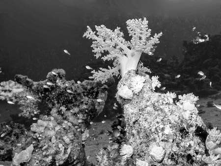 The colors of the Red Sea.の写真素材