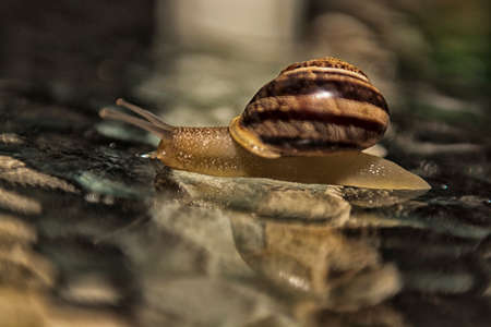The snail on the glass.の写真素材