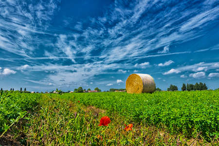 Field after harvest.の写真素材