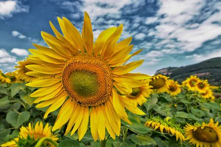 The sunflower.の写真素材