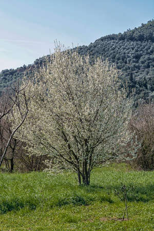 Beautiful view of tree in bloomの写真素材