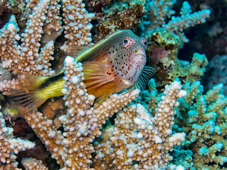 Tired fish.の写真素材