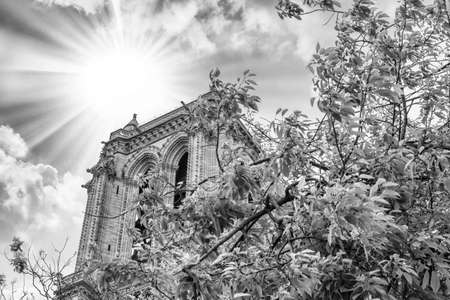 Details of Notre Dame.の写真素材