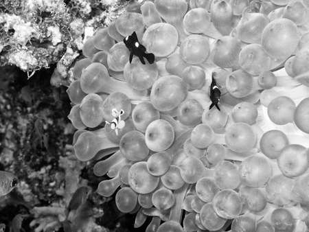 Anemone House.の写真素材