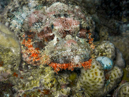 Underwater life.の写真素材