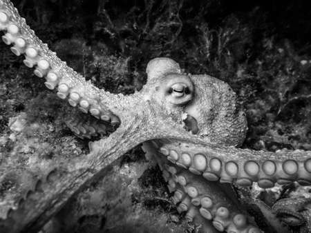 Octopus.の写真素材