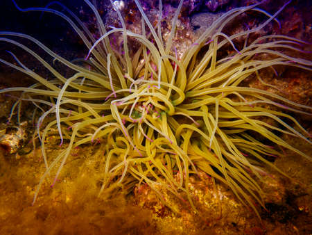 Anemone in mediterranean sea.の写真素材