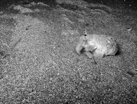 Crustacean in mediterranean sea underwater.