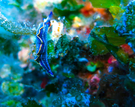 Little life underwater.の写真素材