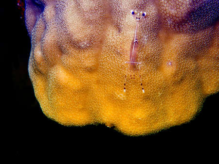 Microscopic shrimp on coral.の写真素材