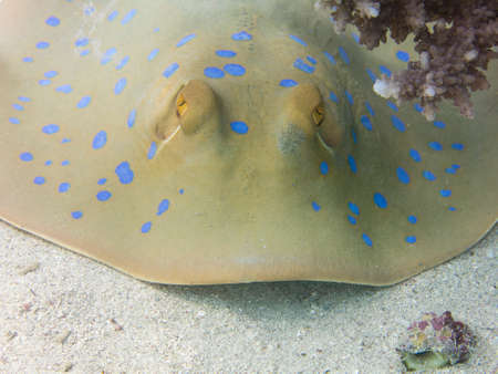Blue spotted stingray.の写真素材