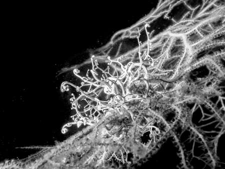 Astrospartus, star gorgon.の写真素材