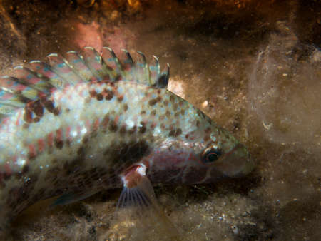 Underwater life.