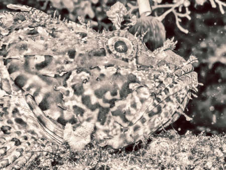 Bad fish.の写真素材