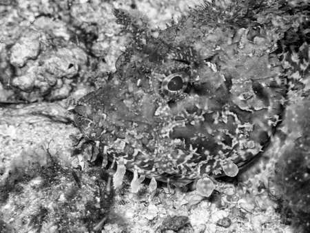 Bad fish.の写真素材