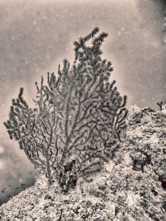 Sea fans, - 55mt.