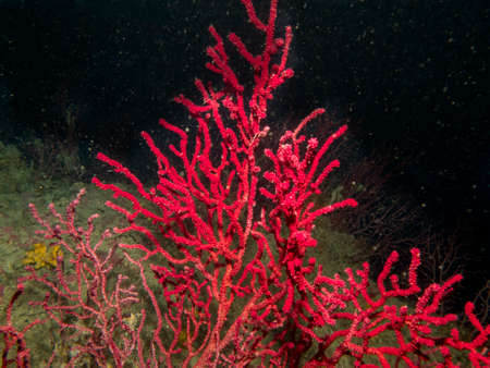 Beautiful coloured sea fans.