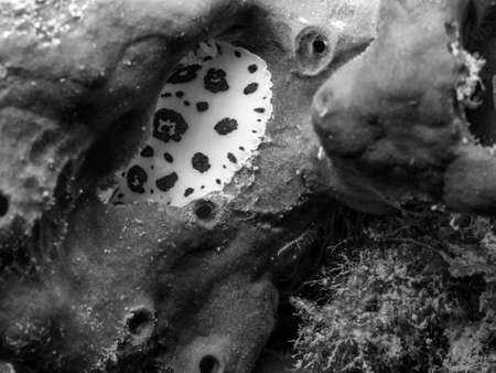 Underwater life.の写真素材