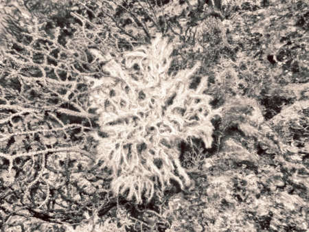 Sea fans, - 55mt.