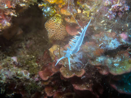Flabellina.の写真素材