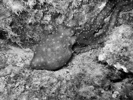 Octopus.の写真素材