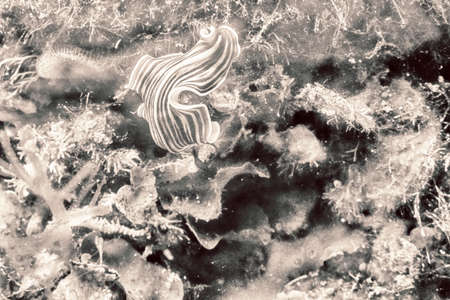 Flabellina.の写真素材