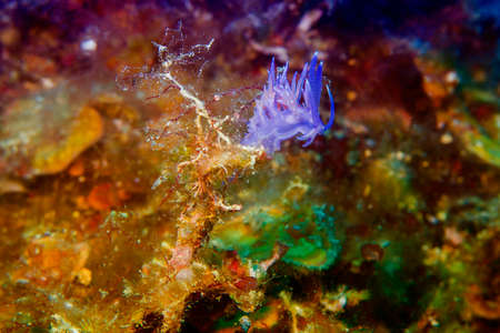 Flabellina.の写真素材