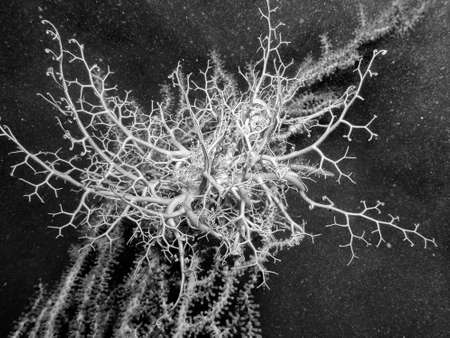 Astrospartus, star gorgon.の写真素材