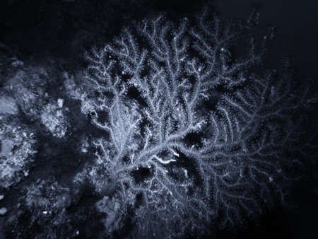 Reef Mediterranean.の写真素材