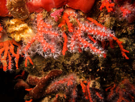 Reef Mediterranean.の写真素材