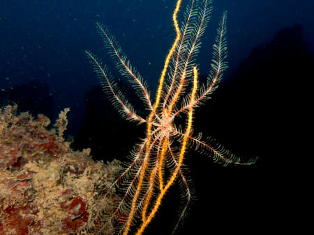 Beautiful coloured sea fans.の写真素材