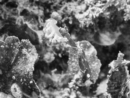 Nudibranch mediterranean.の写真素材