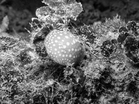 Yellow nudibranch.の写真素材