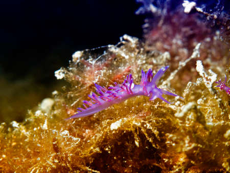 Nudibranch.の写真素材