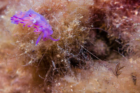 Small animals submarines.の写真素材