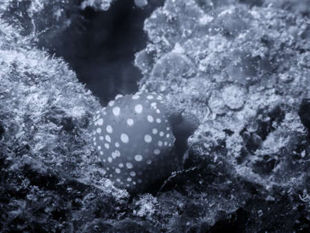 Small animals submarines.