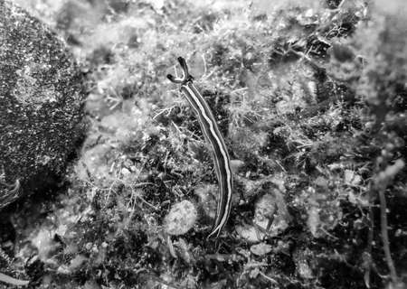 Little life underwater.の写真素材