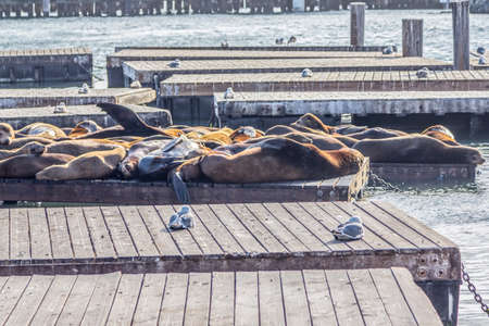 Sea Lion in San francisco pier.の写真素材