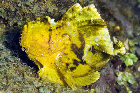 Frog fish.の写真素材