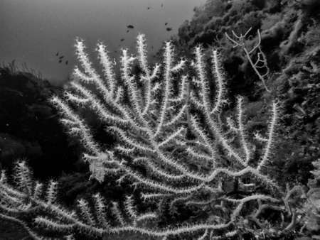 Beautiful gorgonians.の写真素材