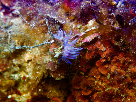 Flabellina.の写真素材