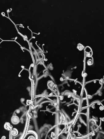 Astrospartus - gorgonian star.の写真素材