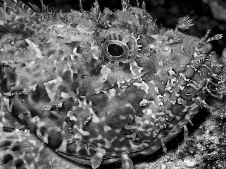 Bad fish.の写真素材