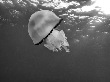 Mediterranean  jellyfish.の写真素材
