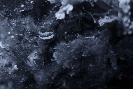 Nudibranch mediterranean.の写真素材