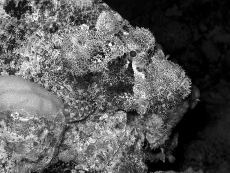 Underwater life.の写真素材