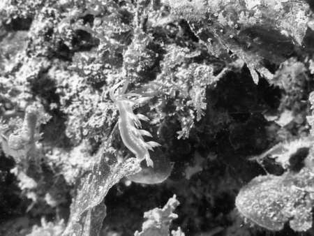 Nudibranch mediterranean.の写真素材