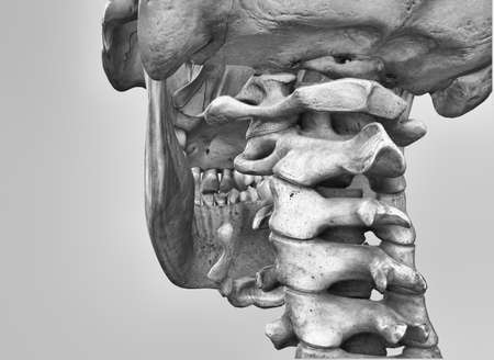 Spine, cervical area, 3D illustartion.の写真素材