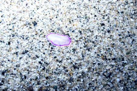 Small animals submarines.